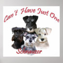 Search for schnauzer puppy posters Puppies