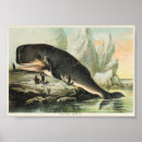 Search for whale posters Killer