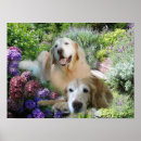 Search for goldie posters Retriever