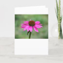 Search for coneflower cards Garden