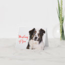 Search for australian shepherds cards Dog