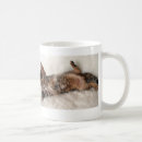 Search for bengal kitten mugs Kittens