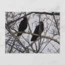 Search for two birds postcards Wildlife