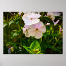 Search for phlox art nature