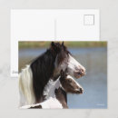 Search for gypsy vanners postcards Breed