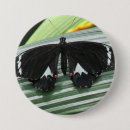 Search for tropical butterflies badges Insect