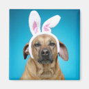 Search for easter bunny magnets Dog