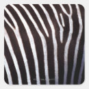 Search for zebra skin stickers Extreme close up