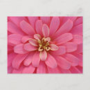 Search for zinnia flower postcards Nature