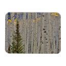Search for grove magnets Aspen