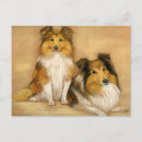 Search for sheltie postcards Pet
