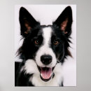 Search for border collie painting posters Puppies
