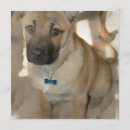Search for breed square invitations Dog