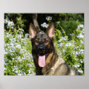 Search for shepherd dog posters Animals