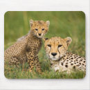 Search for cheetah mouse mats Wild animals