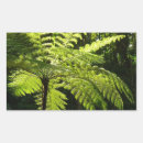 Search for fern stickers Rainforest