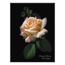 Search for a rose art Photography