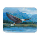 Search for soaring magnets Bald eagle
