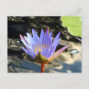 Search for blue pond postcards Water lily