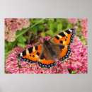 Search for tortoiseshell art Butterfly