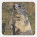 Search for marmot stickers Nature