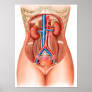 Search for human representation art Urethra