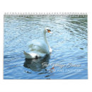 Search for swans swan calendars Wildlife