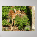 Search for fawn posters Animals