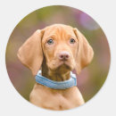 Search for vizsla dog stickers Puppy
