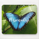 Search for morpho butterfly electronics Blue