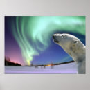 Search for global warming polar bear posters Bears