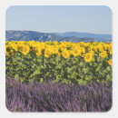 Search for lavender fields stickers Provence