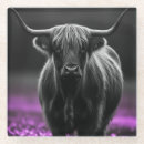 Search for highland cow coasters Animal