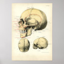 Search for human skulls posters Antique