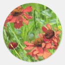 Search for black eyed susan flower stickers Pretty