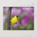 Search for birds and blooms postcards Bird watching quotes