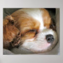 Search for cavalier king charles spaniel posters Pet