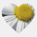 Search for chrysanthemum flower stickers Petals