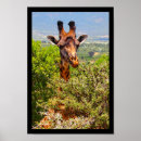 Search for poking posters Animal