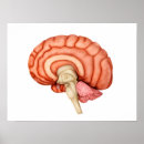 Search for nervous system chart posters Horizontal