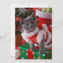 Search for two kittens christmas cards Pets