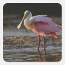 Search for roseate spoonbill stickers Ding darling