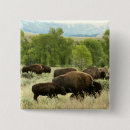 Search for wyoming badges Bison