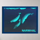 Search for narwhal posters Arctic