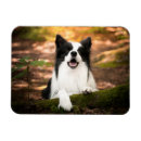 Search for black border magnets Puppy