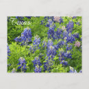 Search for texas bluebonnet postcards Nature