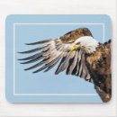 Search for eagle feather electronics Wing
