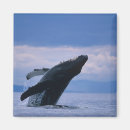 Search for humpback magnets Alaska
