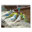 Search for budgie calendars Animal