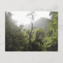 Search for cloud forest postcards Rainforest